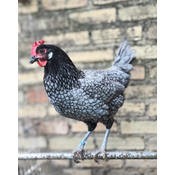 Heterocigoto: gallina azul andaluza
