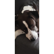 Thor, un perro heterocigoto.