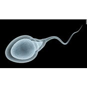 Espermatozoide humano