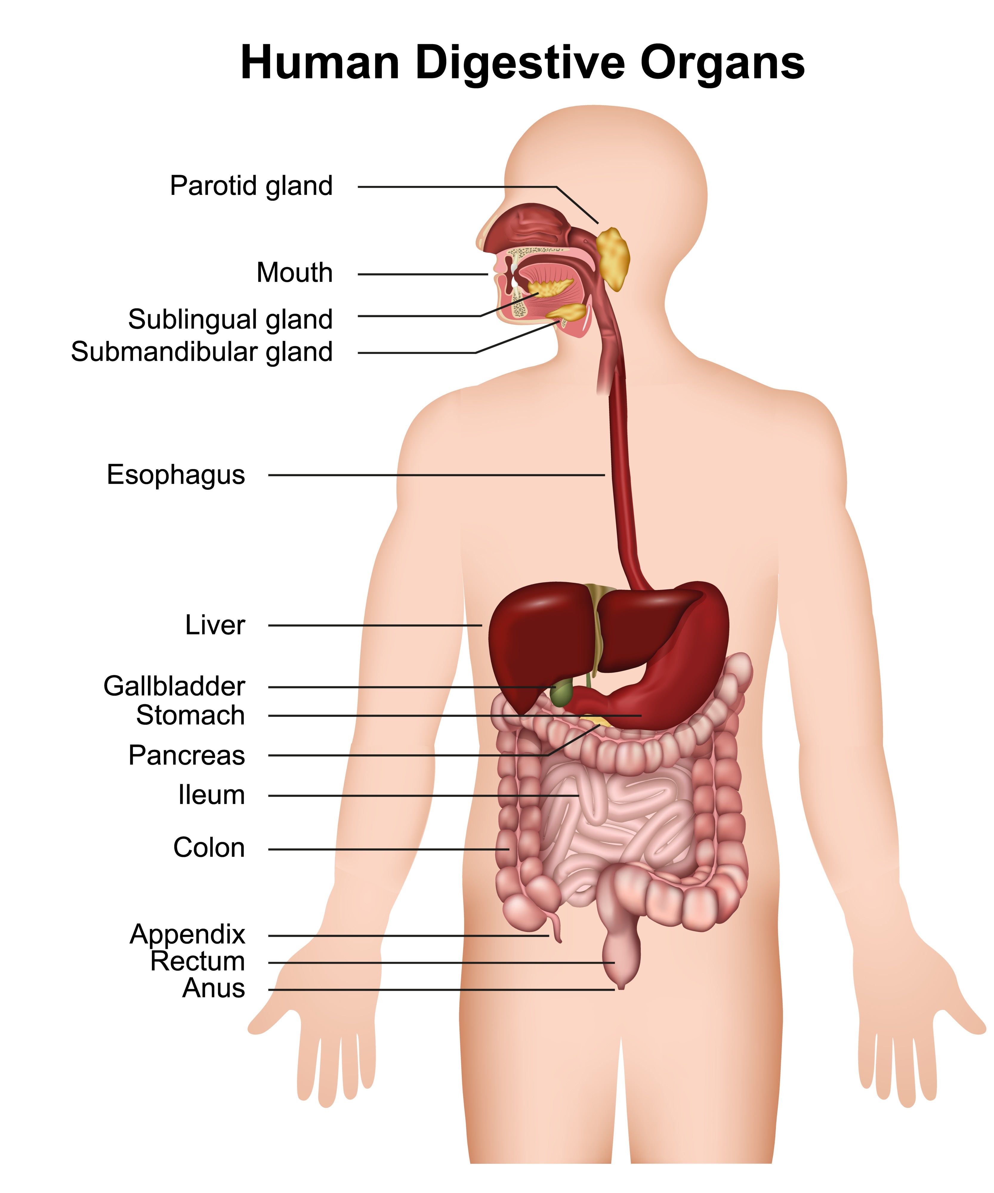 Anatomía del aparato digestivo
