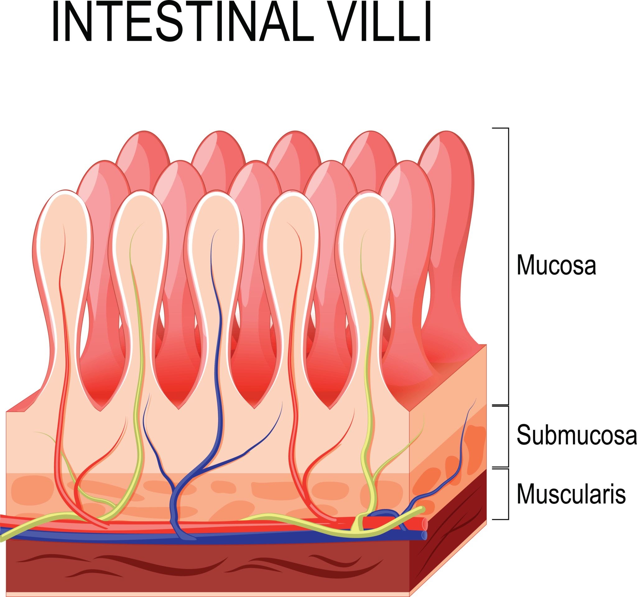 Vellosidad intestinal